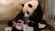 Man scares panda with panda mask viral funny