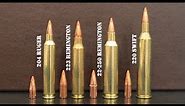 204 Ruger vs 223 Remington vs 22-250 Remington vs 220 Swift Review & Comparison