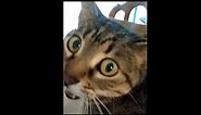 Cat gets caught by surprise and says ''ah'' instead of ''meow''