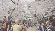 How to Hanami: Chasing Japan's cherry blossom season