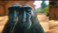 Rizz Monkey MEME Template [4K]