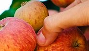 Do you love apples? #fruits | Premium Fruits