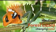 Watch this Lizard changing Color - Calotes calotes, the common green forest lizard - Indian Lizard