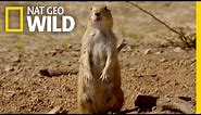 The Prairie Dog Life | Destination WILD