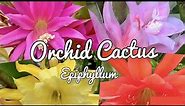 Orchid Cactus - Epiphyllum - Blooming