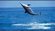 Why Do Spinner Dolphins Spin?