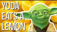 YODA EATS A LEMON - The Puppet Yoda Show