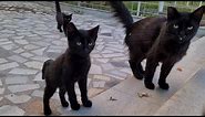 I've never seen so many cute black cats together before.