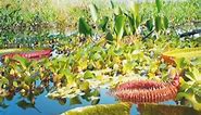 This is a leaf of giant water lily, it expands by over 20 centimeters a day. #documentary_nature #amazingplants #waterlily #waterlilies