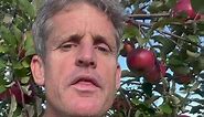 How to grow perfect apples at home without putting poison on them.#apple #apples #organicorchard