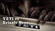YETI vs. Grizzly Bear | YETI Coolers
