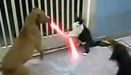 Jedi Cat with lightsabers - Fights off Dogs