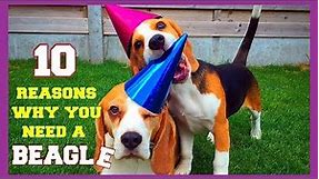 Top 10 Funny Beagle Facts You need To Know : Funny Beagles Louie & Marie