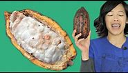 COCOA POD -- How to Open & Eat a Cacao Pod -- Fruity Fruits
