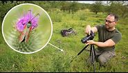 How to Photograph Insects in the Field: With a Canon R6 & EF 100mm F/2.8 Macro Lens