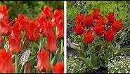 How to Plant Greigii Tulips: Spring Garden Guide
