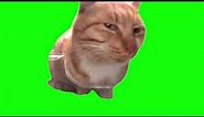 Green Screen Mr. Fresh Cat Meme