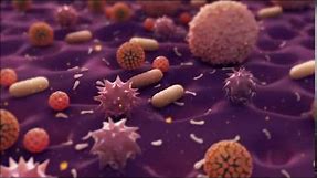 Bacteria Animation
