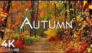 Enchanting Autumn Forests with Beautiful Piano Music🍁4K Autumn Ambience & Fall Foliage