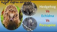 Hedgehog Vs Echidna Vs Porcupine / Funny animals / ముళ్ల ఉడుత / Roopavenkat Nature Lovers/ vinthalu