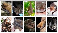 Types of Bats with each Cool Sounds