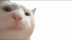 Cat Vibing/CatJam Green Screen Meme Template