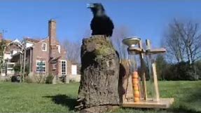 Ravens Solve Test to get Food | Clever Critters | BBC Studios