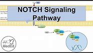 Notch Signaling Pathway | Purpose and Mechanism