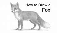 How to Draw a Fox (Red Fox)