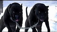 The 10 Most Bada$$ Guard Dog Breeds