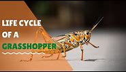 Life cycle of a grasshopper for kids animation| Science for elementary school students