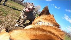 Aggressive Pit Bull Attacks Belgian Malinois At Dog Park. TRIGGER WARNING.