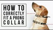 How to Correctly Fit a Prong Collar
