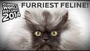 Colonel Meow - Longest Fur On A Cat! - Guinness World Records
