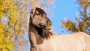 What Is A Grulla Colored Quarter Horse? 5 Quick Facts