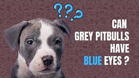 Can a Grey Pitbull Have Blue Eyes?