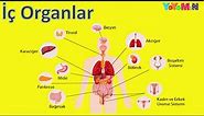 İç Organlarımız | İç Organlarımızı Öğrenelim | Organlar | Mino Öğretiyor