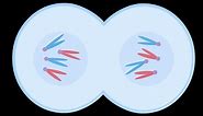 Chromosome duplication and cell division demonstrated