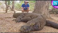 Komodo Dragons: World's Largest Lizard #ad