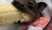 Rescued bat enjoys a banana