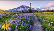 Incredible Wildflowers of Mount Rainier - 4K Virtual Hike - Reflection Lakes Trail on a Sunny Day