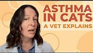 Does Your Cat Have Asthma? A Vet Shares How to Help
