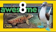 Greatest Animals of the Galápagos | Awesome 8