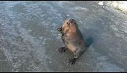 Talking Beaver on the Highway