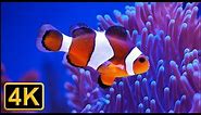 4K - Beautiful ocean clown fish turtle aquarium - Relaxing and sleeping music