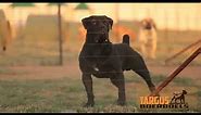 SOUTH AFRICAN BOERBOEL Dogs Beautiful❤