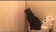 Cat is Concerned when Owner Sings in the Shower