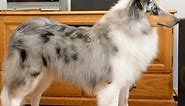 Blue merle rough collie - the first 9 months
