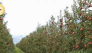 Techniques and benefits of a fruit wall - Good Fruit Grower