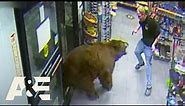 500-POUND Bear REPEATEDLY Steals Candy from Gas Station | Customer Wars | A&E